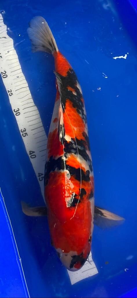55 cm male nissai showa isa blood bought in Ogata auction £495