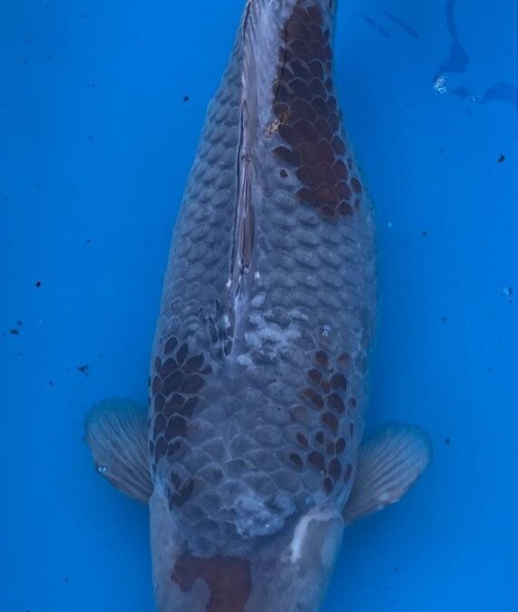 55cm Ochiba Female