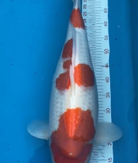 67cm Kohaku female