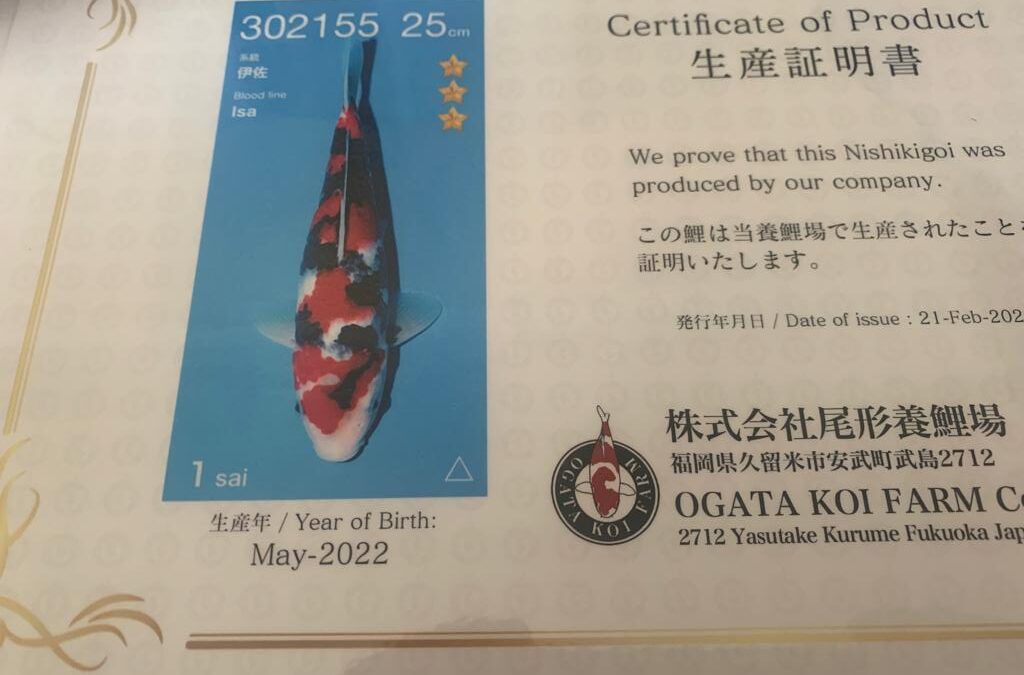 25cm May 2022 Ogata Koi Farm