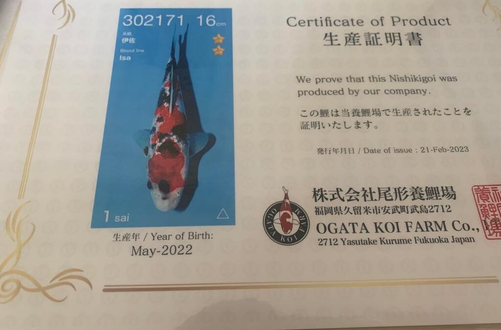 16cm May 2022 Ogata Koi Farm